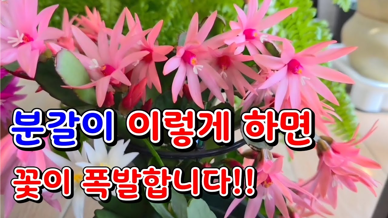 게발선인장 이렇게 분갈이 하면 꽃이 폭발합니다!!🌴  제대로된 분갈이가 식물을 살립니다!!
