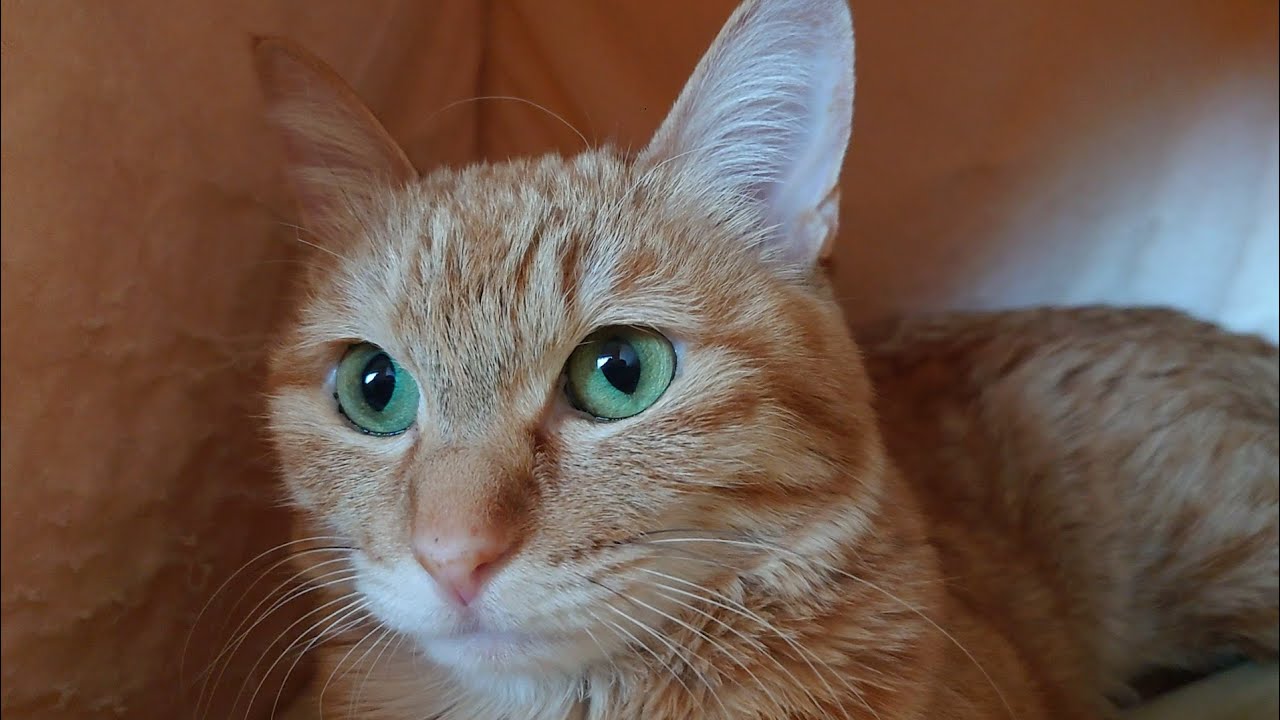 建国記念の日　2026年2月11日　#cat #cute #cutecat #orangecat #猫 #かわいい #かわいい猫 #茶トラ 