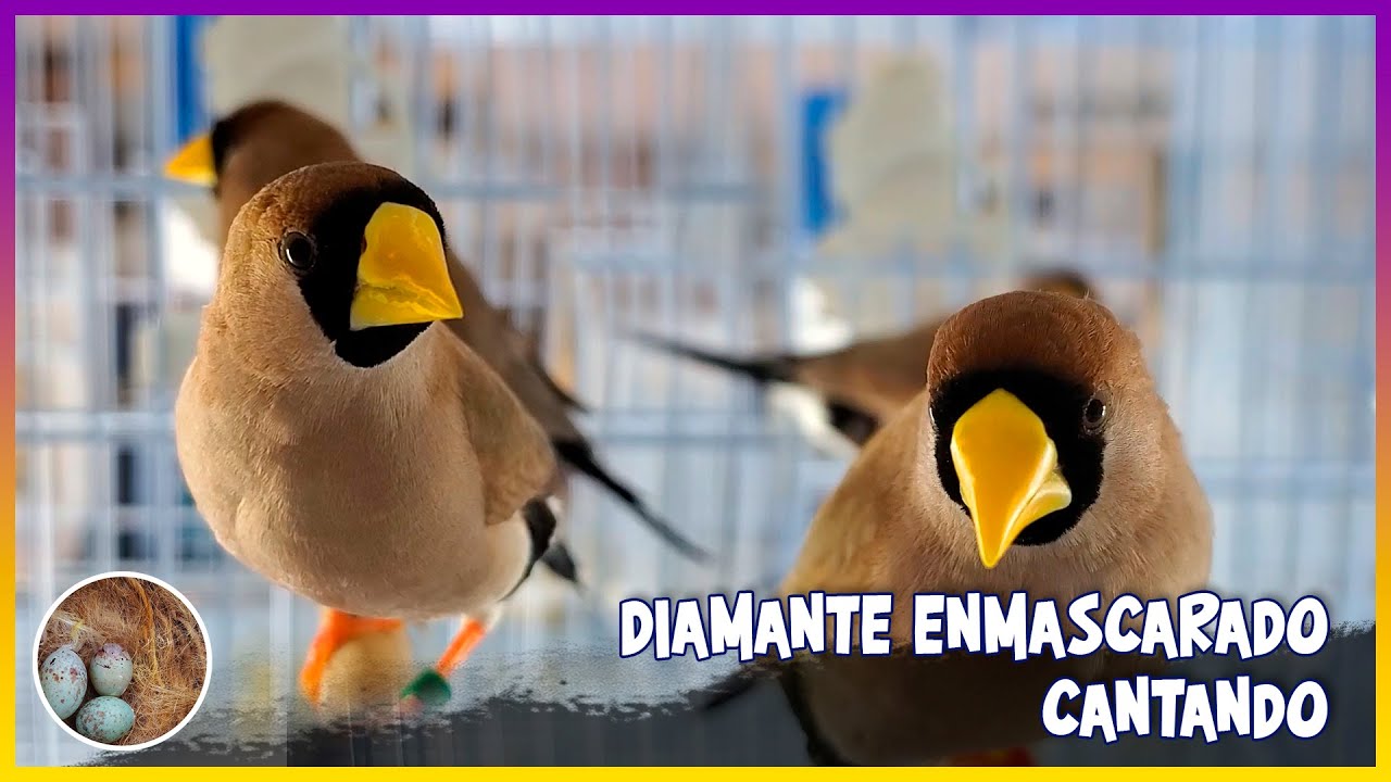 DIAMANTE ENMASCARADO CANTANDO🦜