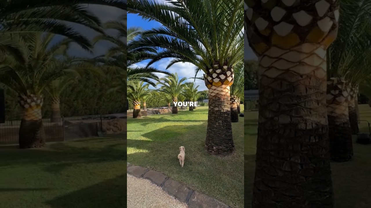 How Palm Trees Add Value to Properties