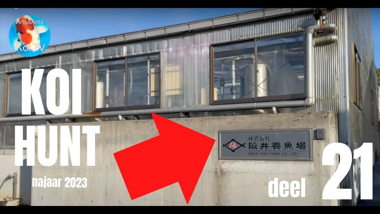 KoiHunt najaar 2023 deel 21 | Sakai Fish Farm 阪井養魚場