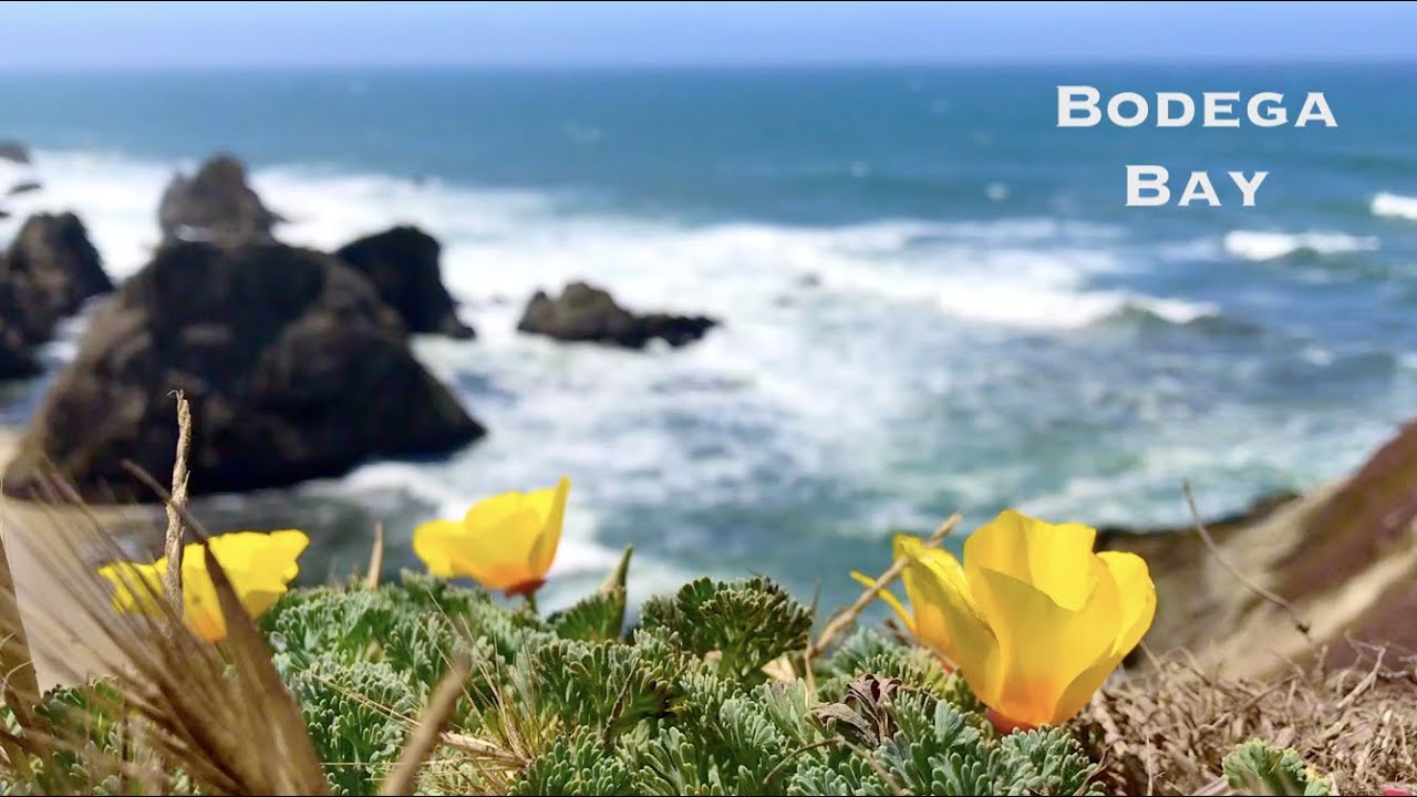 Bodega Bay