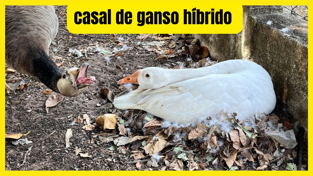 REPRODUÇÃO DO CASAl DE GANSO HÍBRIDO / DICA DE MEJO NA CRAÇÃO DE AVES E MUITO MAIS 