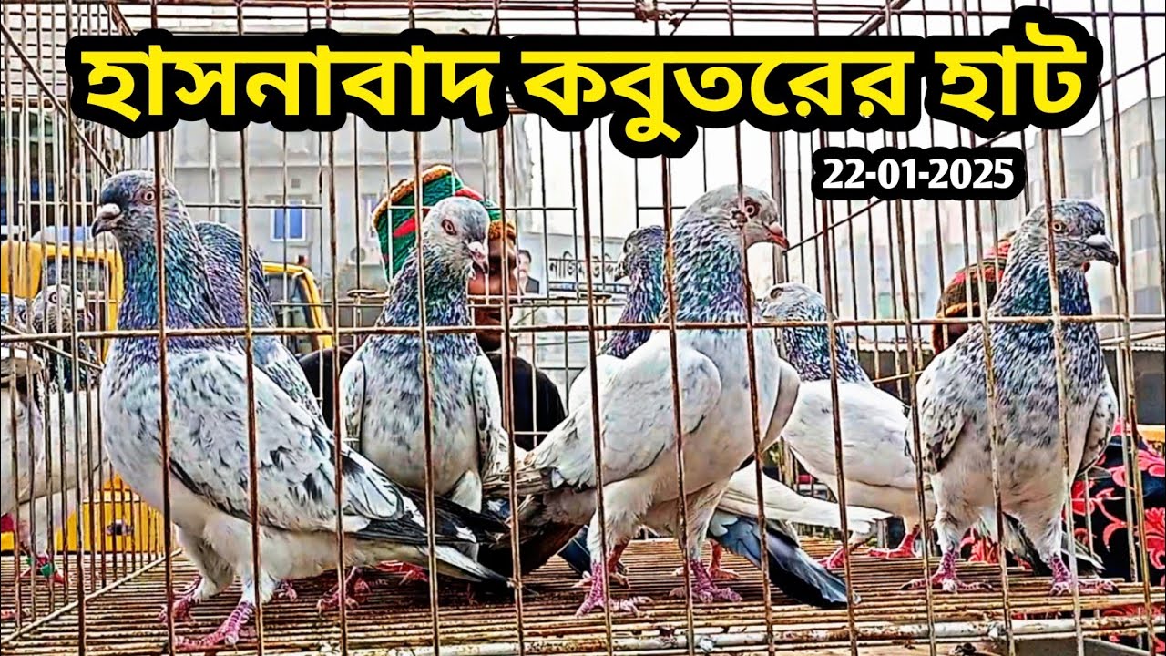 22-01-2025 হাসনাবাদ কবুতরের হাট | Hasnabad kobutor hat | কমদামে কবুতর | গিরিবাজ কবুতর | Pigeon price