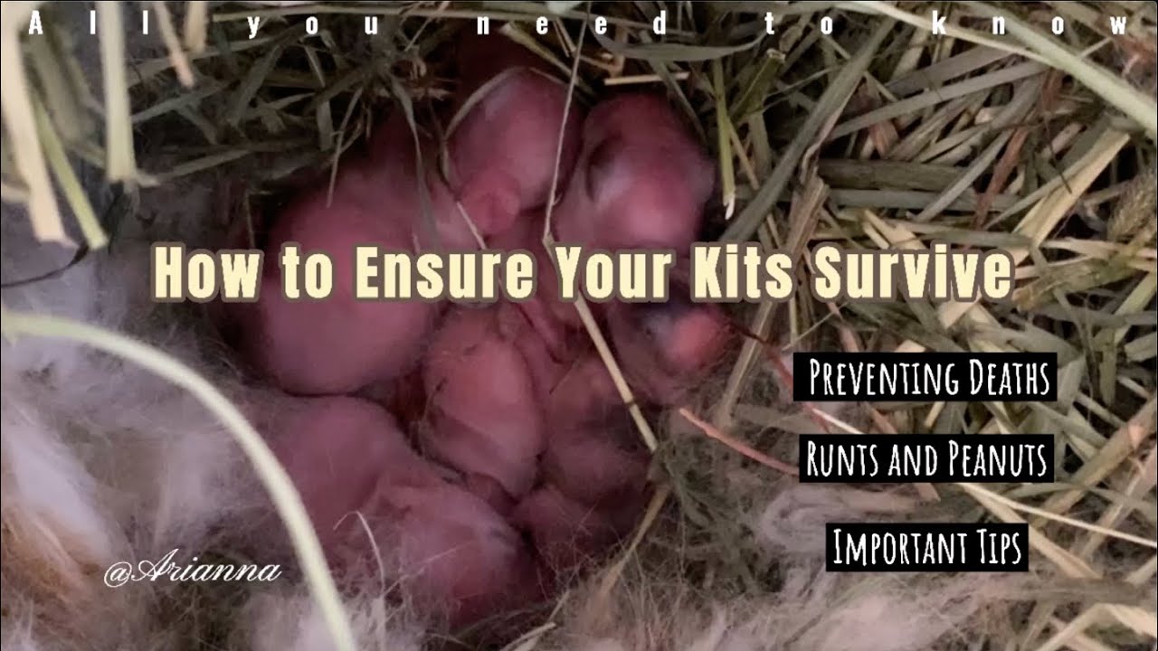 All You Need to Know: How to Ensure Your Rabbit Kits Survive