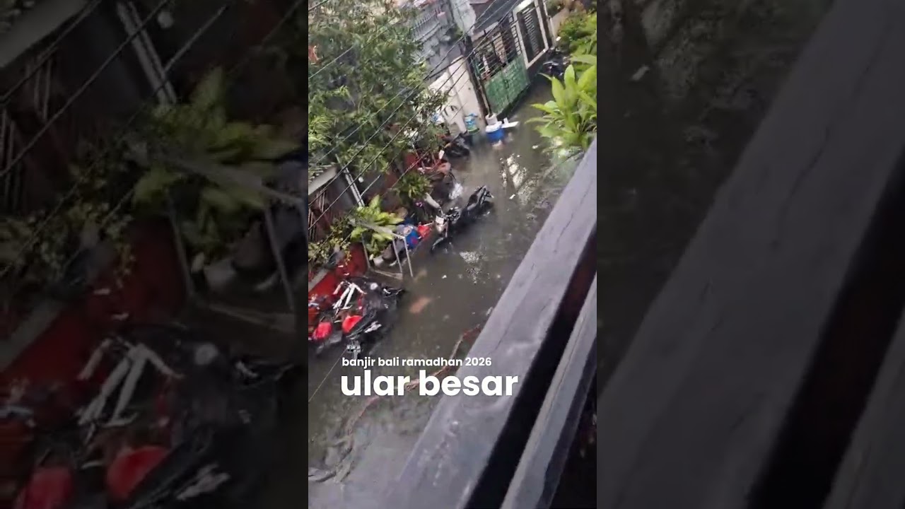 HEBOH ULAR BESAR GANTANGAN BANJIR‼️Hujan 3 Hari di Bali, Banjir Meluas hingga 26 Titik #kicaumania