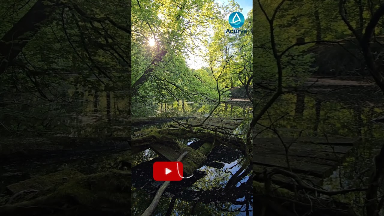 Forest Reflections | Sunlight Through the Trees 🌞🌳 