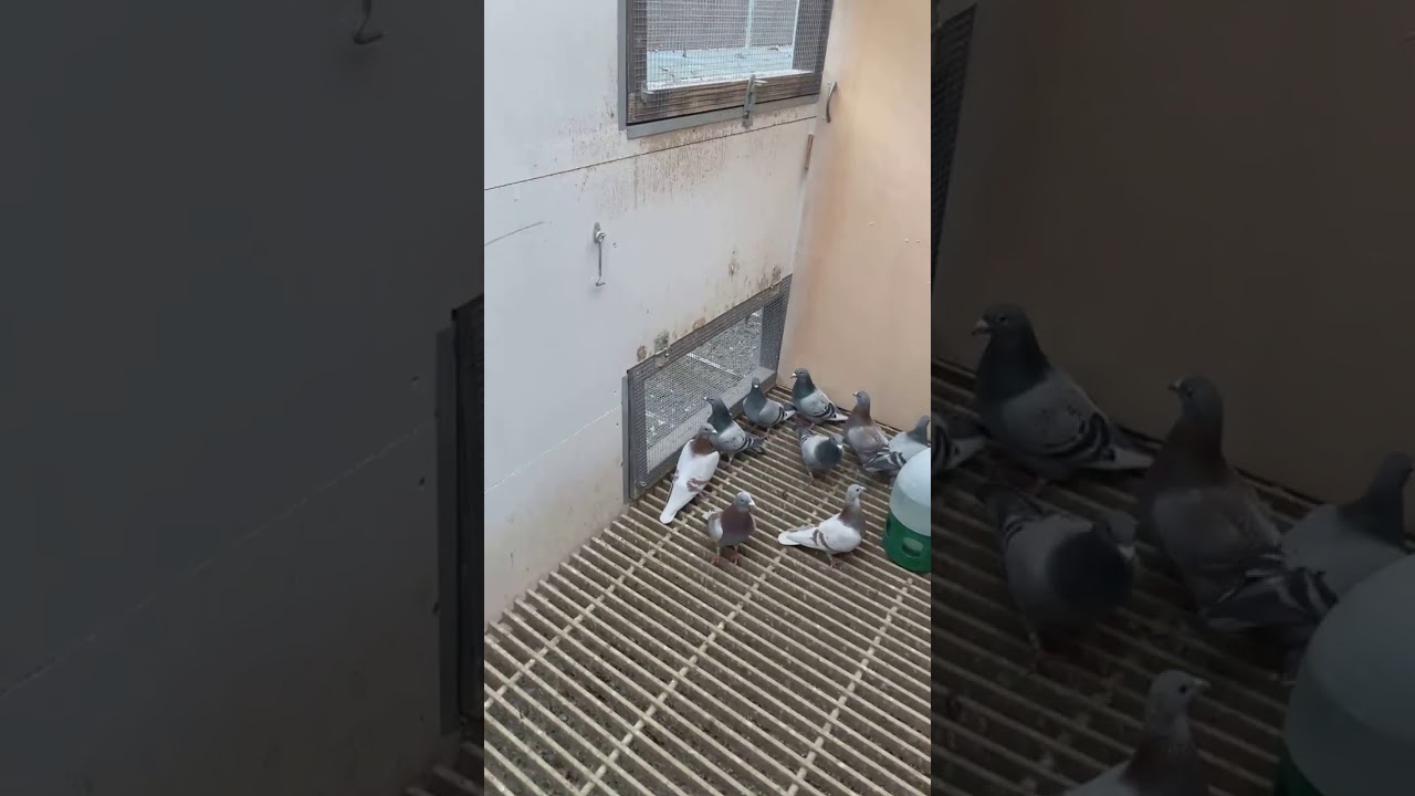 البطل الماني توماس سيتم رسال حمام العراق