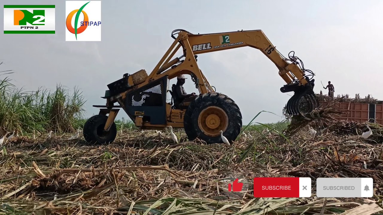 Proses Pengangkutan Tebu Menggunakan Alat Berat Bell Di Perusahaan BUMN