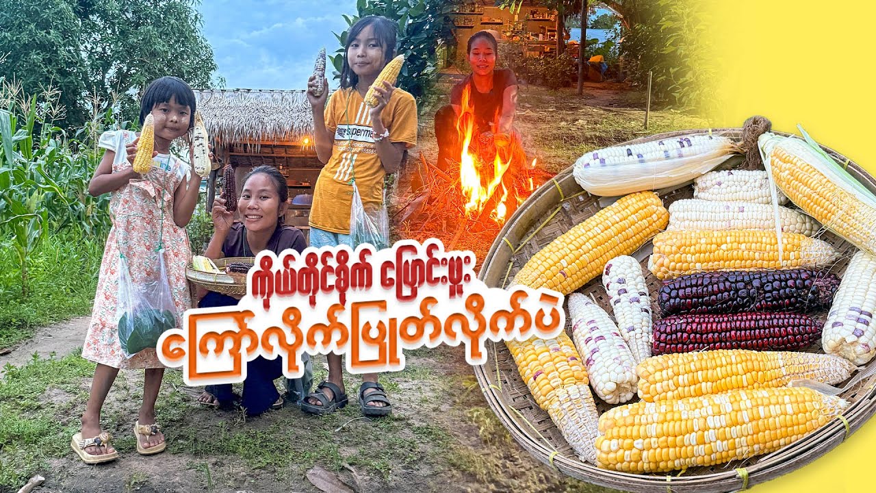 ကိုယ်တိုင် စိုက်ထားတဲ့ ပြောင်းဖူးကို မျိုးစုံလုပ်စားမယ်