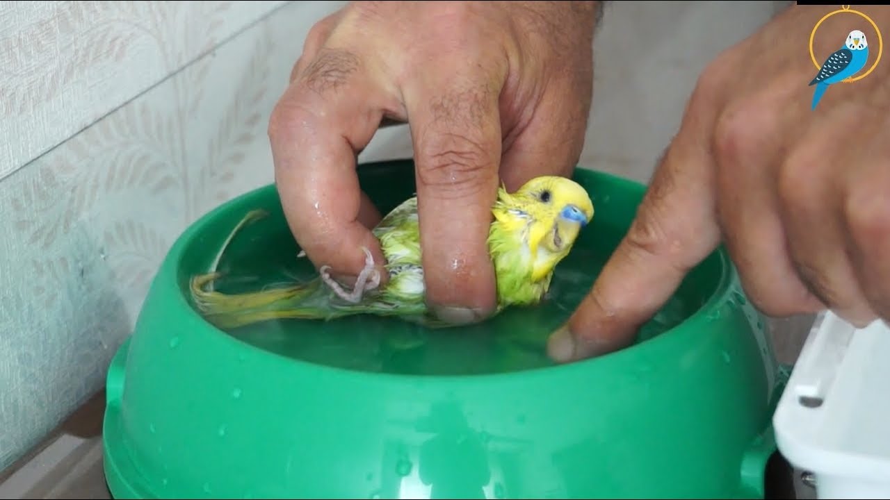 Muhabbet Kuşu Nasıl Yıkanır?| Muhabbet Kuşu Banyo Yaptırma