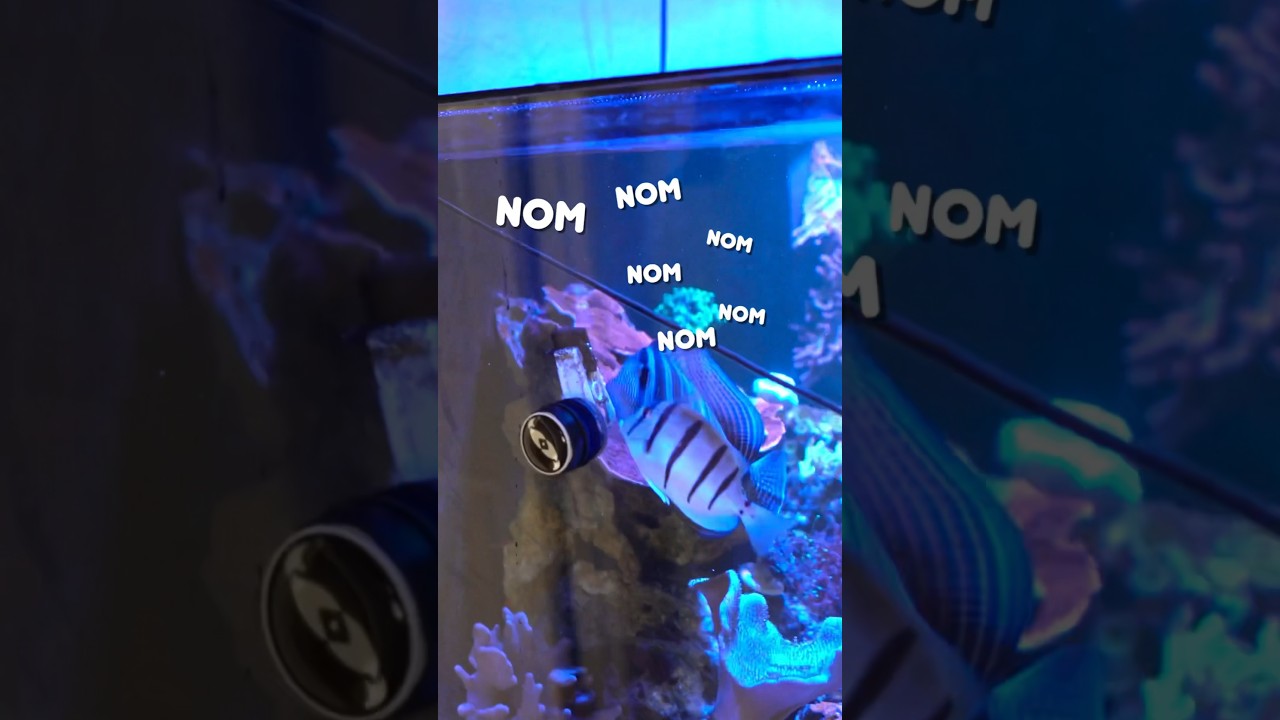 The RIGHT way to feed your tangs! #tangs #fish #aquarium #shorts