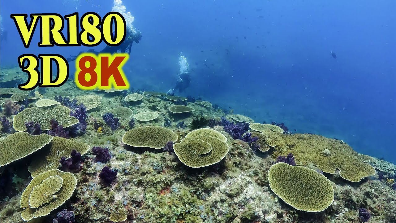 [ 8K 3D VR180 ] 伊豆大島 3D バーチャル・ダイビング Stereoscopic Virtual Diving in Izu-oshima-island,Tokyo,Japan