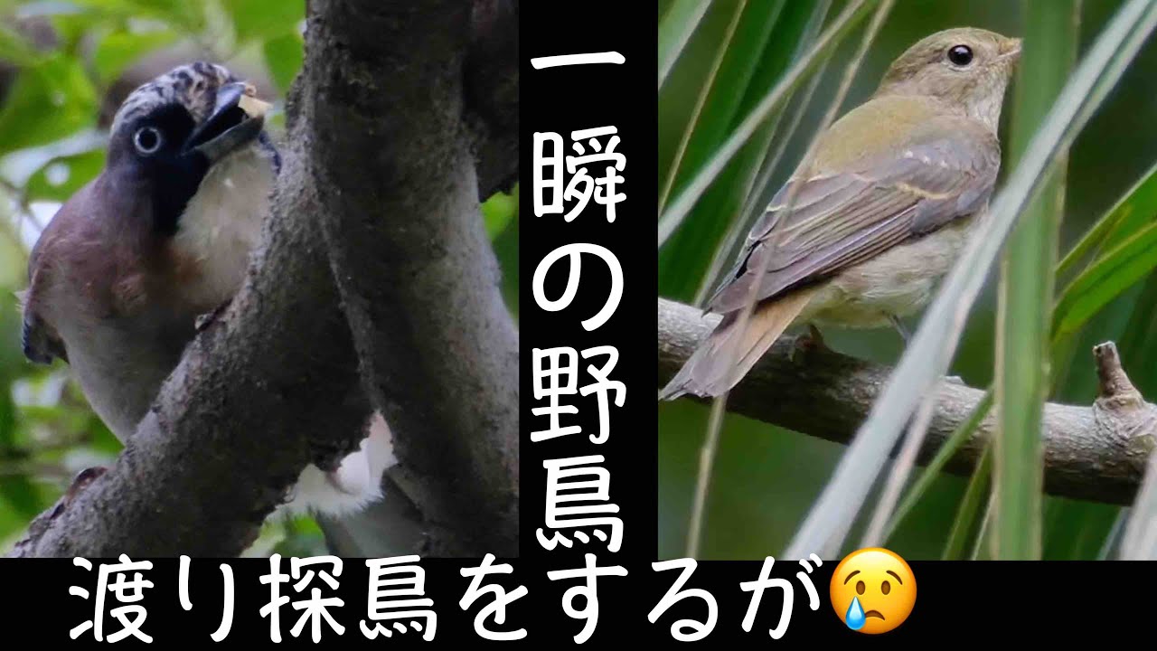 10月7日 カケス 渡り野鳥も一瞬の秋ヶ瀬公園探鳥