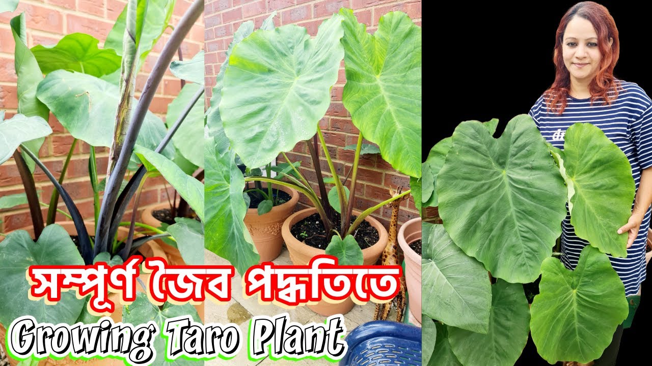 মোটা তাজা করার পদ্ধতি সহ টবে কচু চাষ সম্পূর্ণ জৈব পদ্ধতিতে | Grow Taro Plant in the UK | Labony