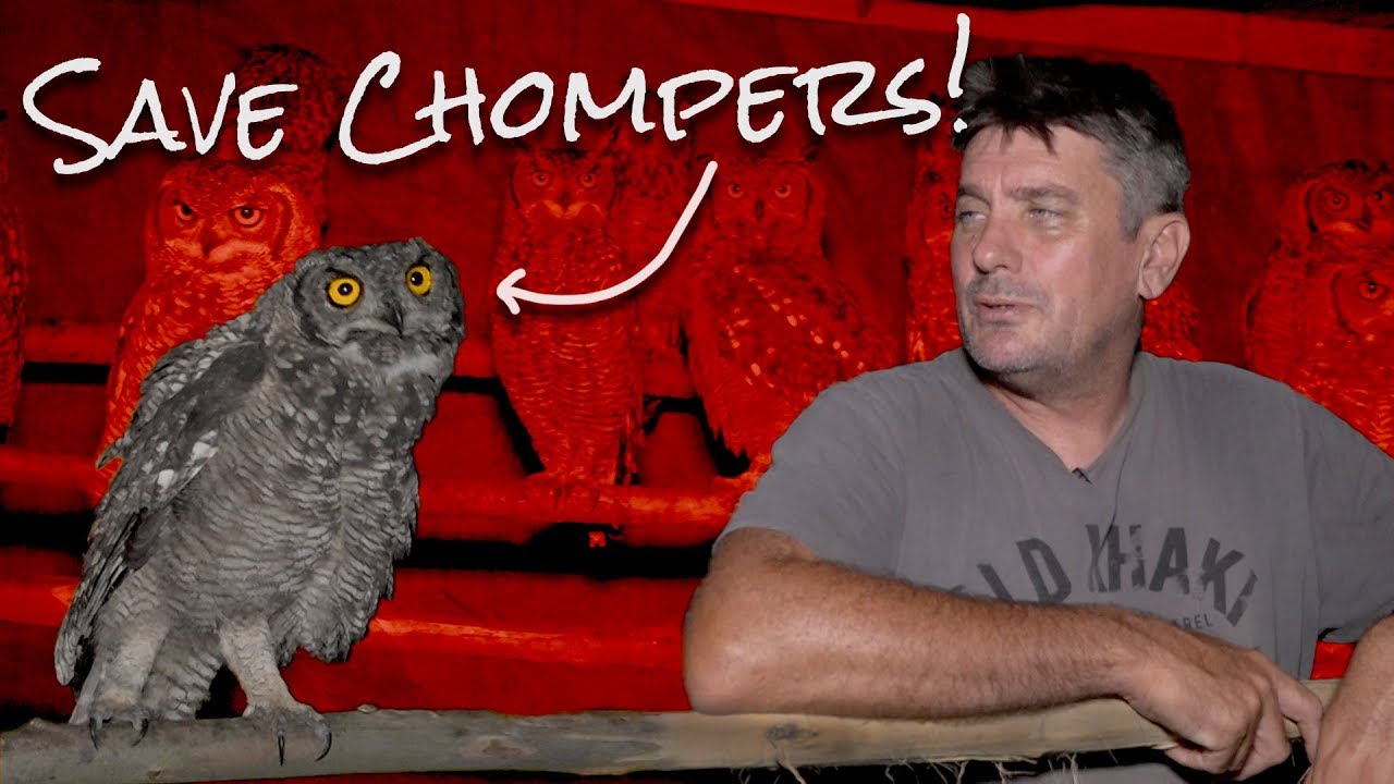 Releasing 18 Rescued Spotted Eagle-Owls At Once