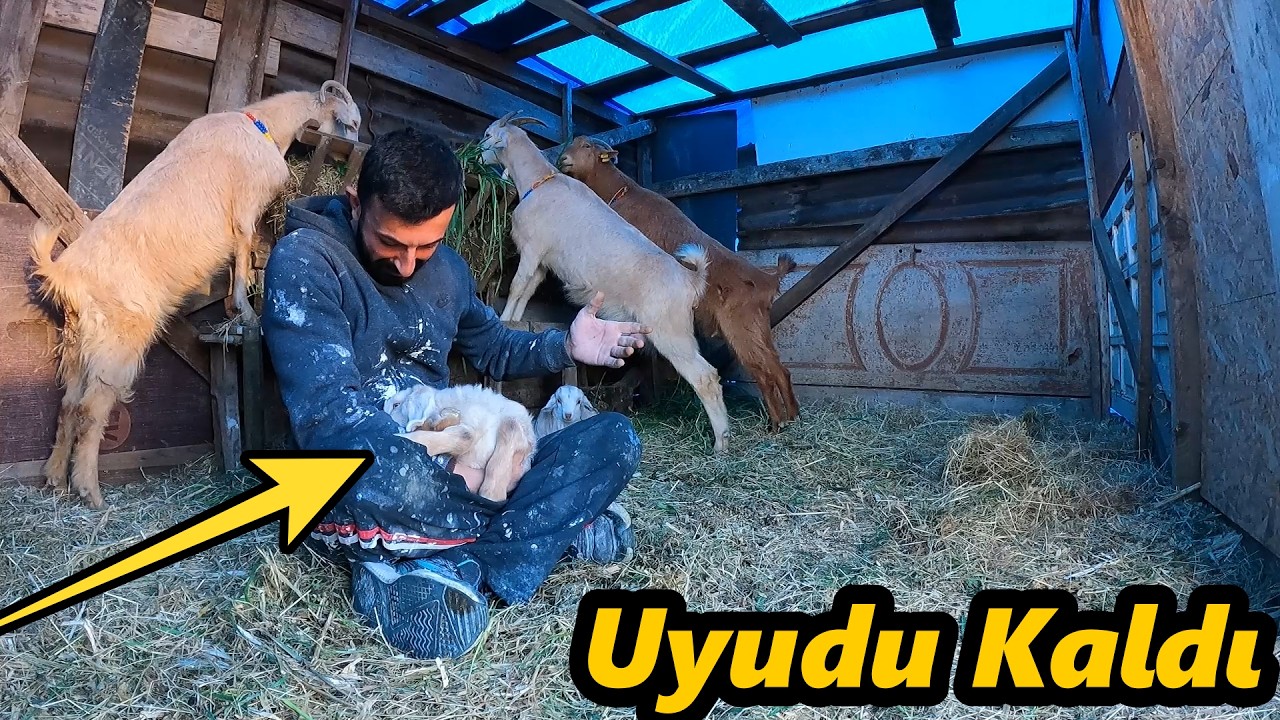 Oğlak Kucağımda Uyudu-/Yeşil Yumurta Varmış!-Güvercinlerin Banyo Vakti!-#güvercin #tavuk #keçi