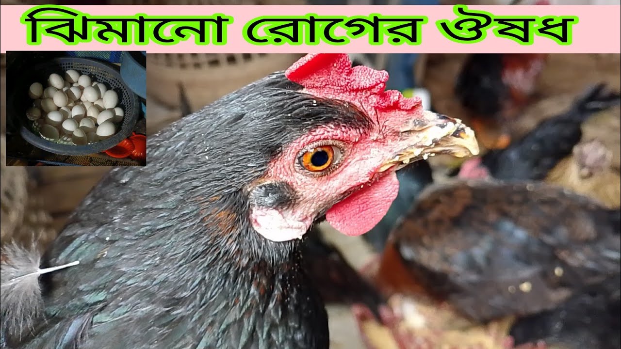  মুরগির ঝিমানো রোগের ঔষধ | মুরগি ঝিমানো রোগের চিকিৎসা
