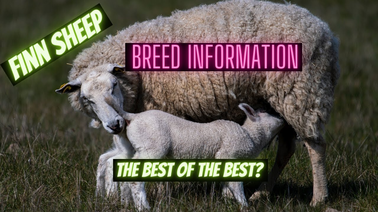 Информация о породе овца финская / Finnsheep || Одна из лучших пород овец в мире!