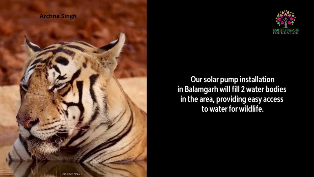 Water For Wildlife at Balamgarh, Surguja - Guru Ghasidas Tamor Pingla Tiger Reserve | Solar Pump