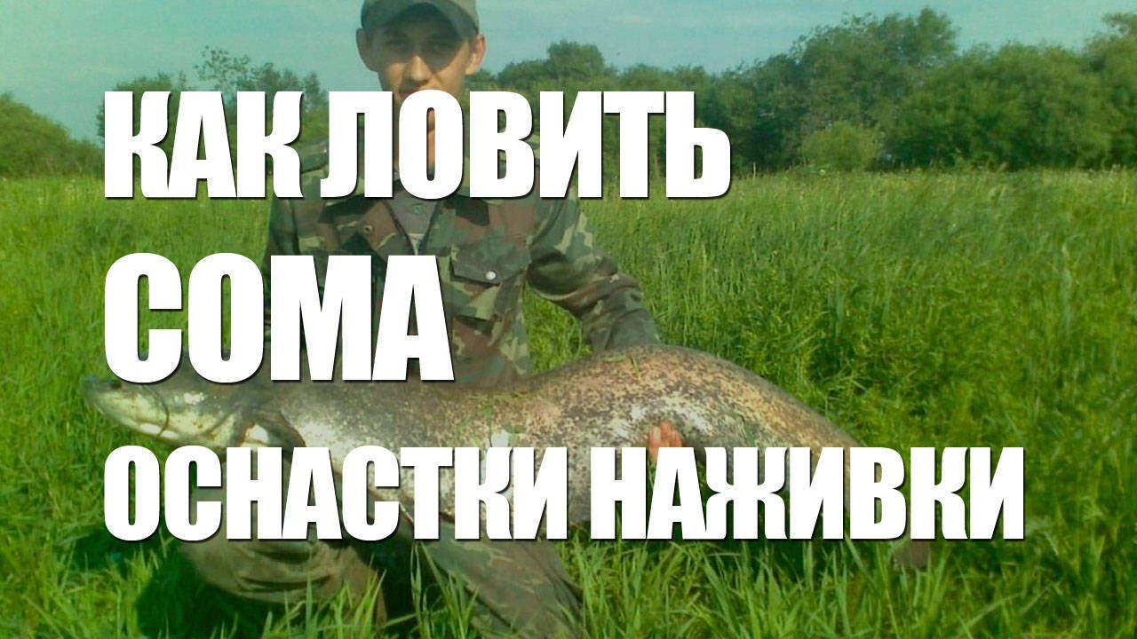 ЛОВЛЯ СОМА - ОСНАСТКИ, НАЖИВКИ на РЫБУ СОМ