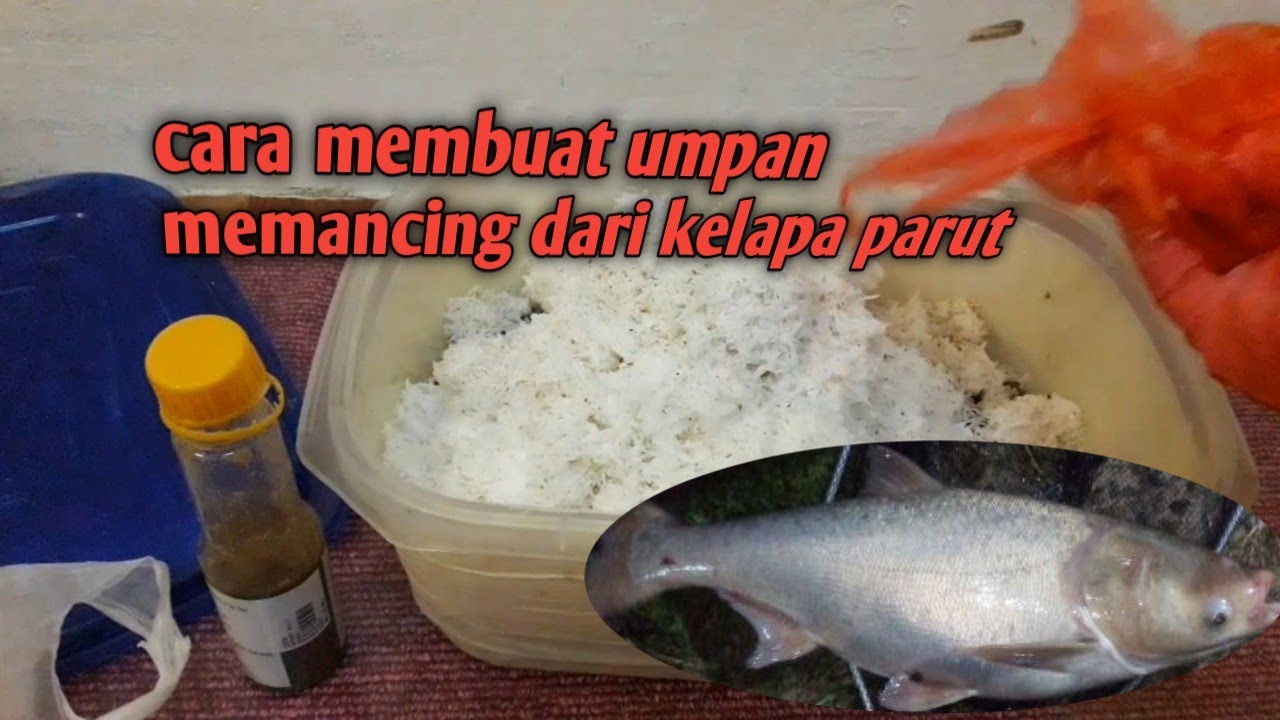 cara membuat umpan mancing dari kelapa parut