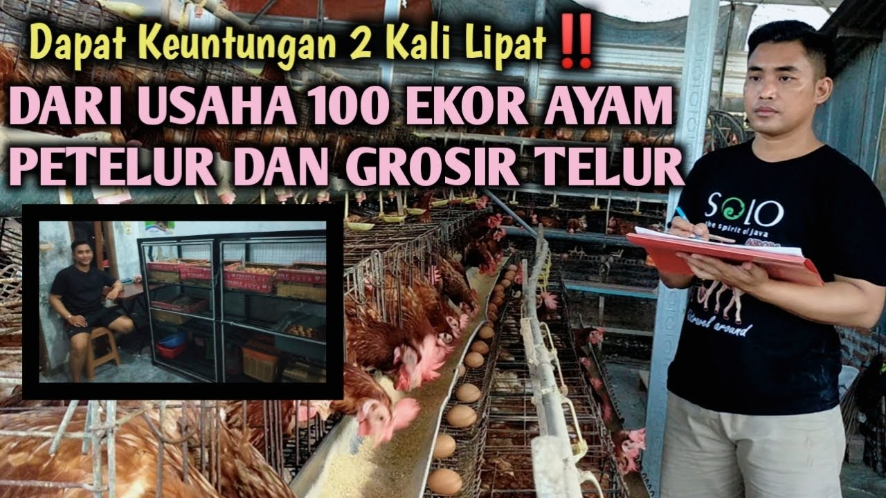 KEUNTUNGAN 2 KALI LIPAT DARI USAHA 100 EKOR AYAM PETELUR DAN GROSIR TELUR