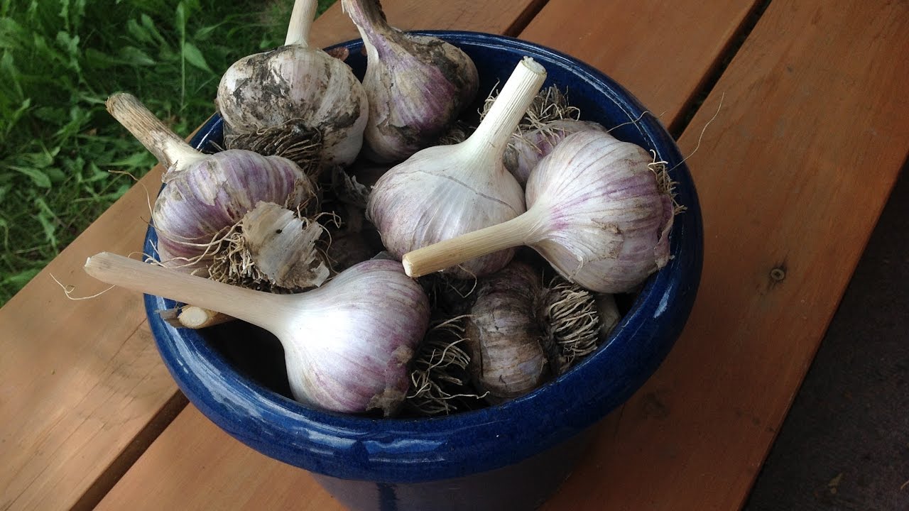 Grow Great Garlic - Edmonton, Alberta