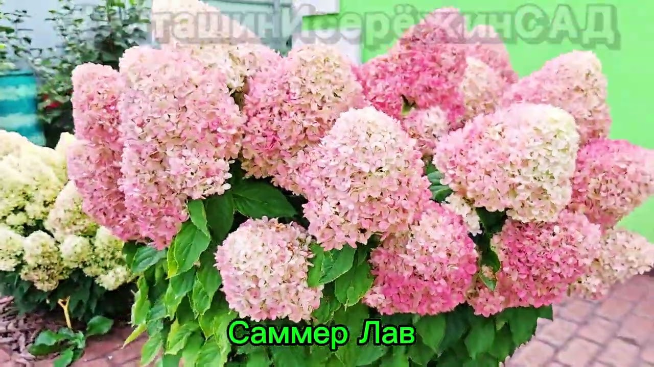 Самое длинное видео 🎞ПРО ГОРТЕНЗИЮ🎞БЕЗ СЛОВ🙊✅ Подписывайтесь на сообщество ВК «МОЯ ГОРТЕНЗИЯ»