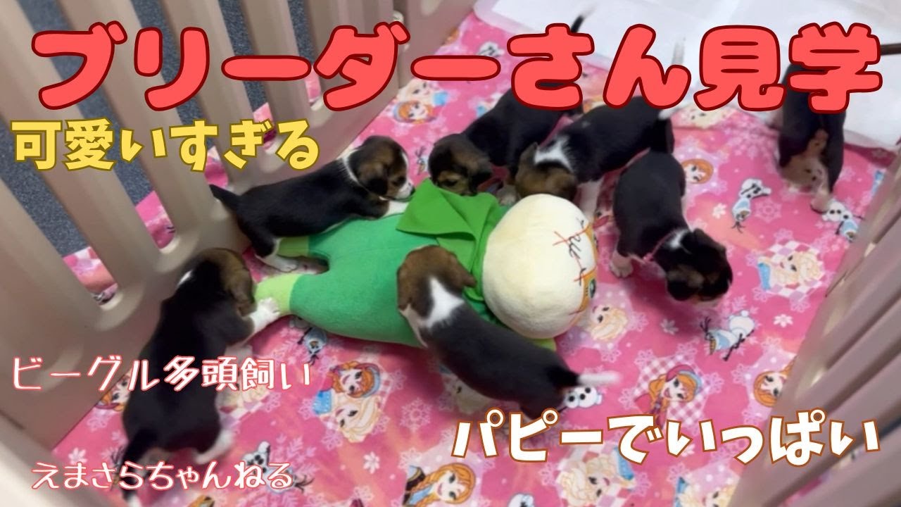 ブリーダーさんに見学にいきました