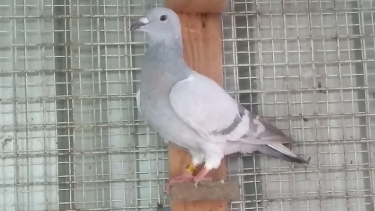racing Homer pigeon Mysore Karnataka
