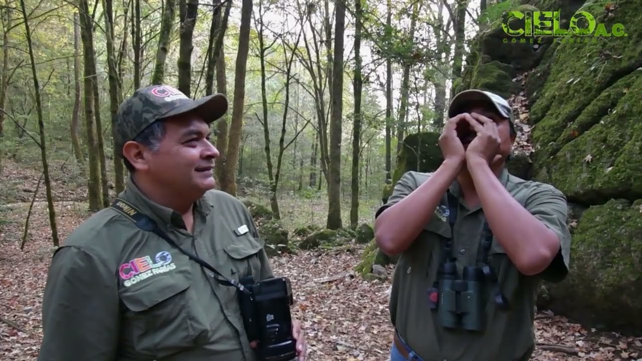 1 CAPITULO 1 Aguila Elegante