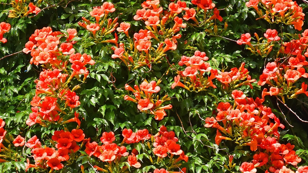 How to plant Hummingbird Vine