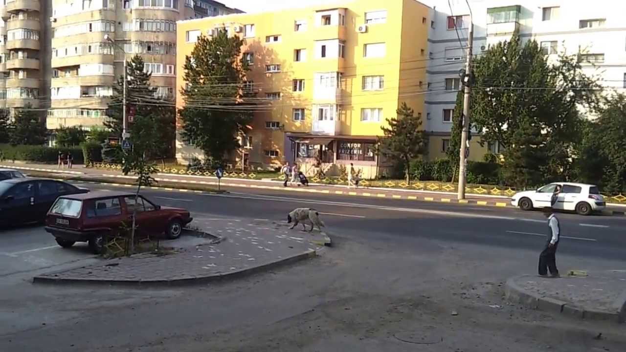 Ciobanesc orasean