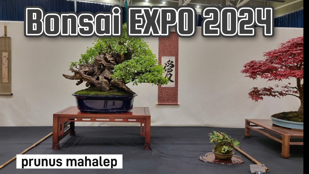 Bonsai EXPO 2024 showtrees highlights