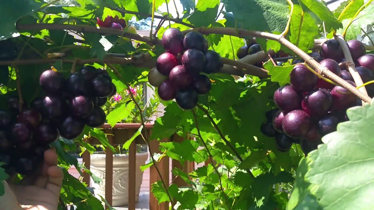 Muscadine Backyard Walk 09/17