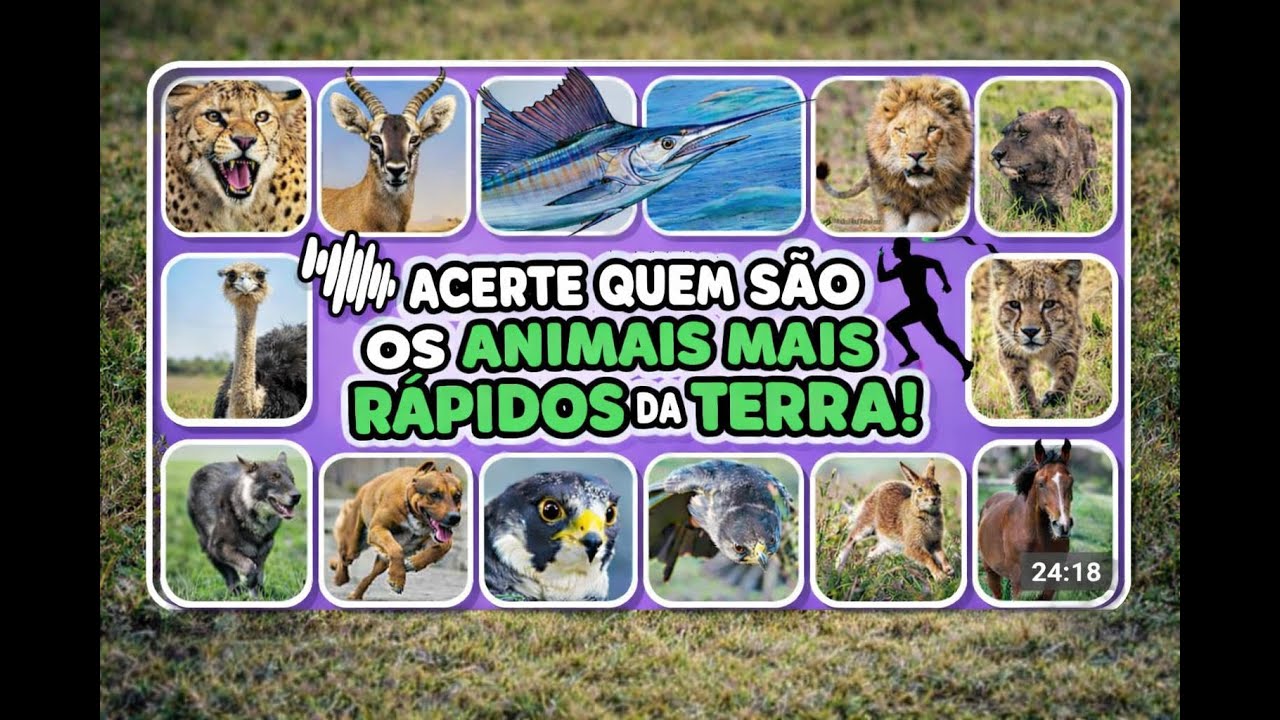 ANIMAL VS ANIMAL 🆚 Quem venceria essa batalha # 2