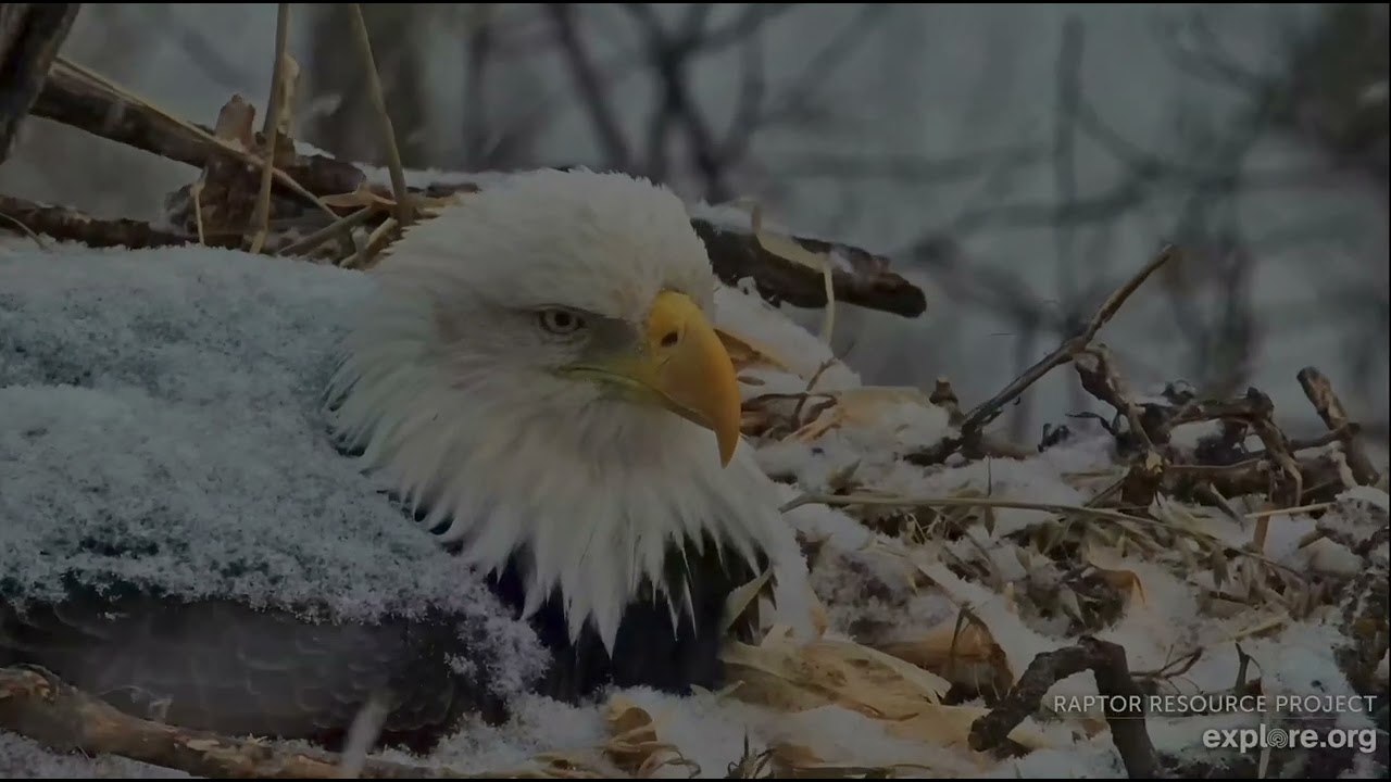Decorah North Eagles 2-28-26 DNF in the snow