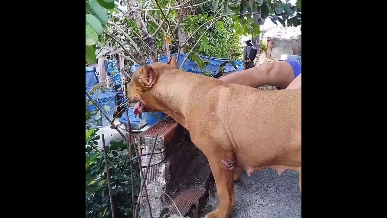 Pitbull  Mastiff Dog 