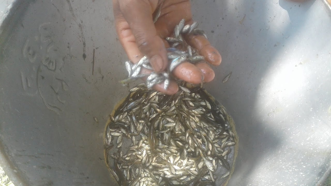Asian Village  Traditional Small Fish Catching  - Trap with a Bamboo Box Cage