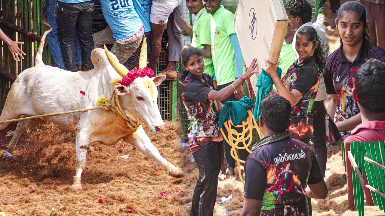 வீரதமிழச்சி காளை | Mathakottai Jallikattu 2026 Videos 06 | மாதாக்கோட்டை ஜல்லிக்கட்டு 2026 Videos 06