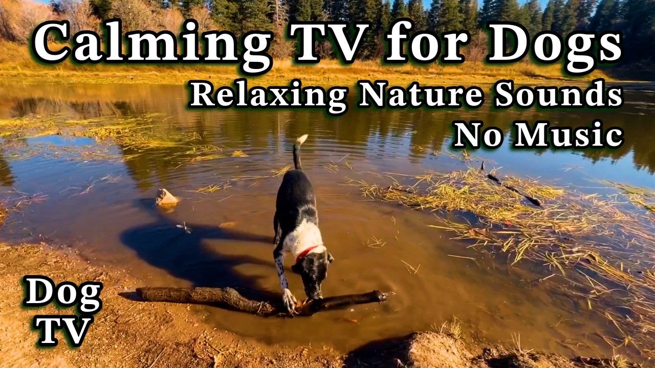 Dog TV for Anxiety & Boredom | Peaceful Mountain Hike | 1 Hour