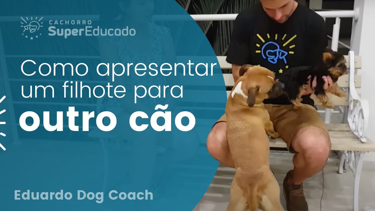 Como Apresentar Um Filhote Para Outro Cão | Eduardo Dogman