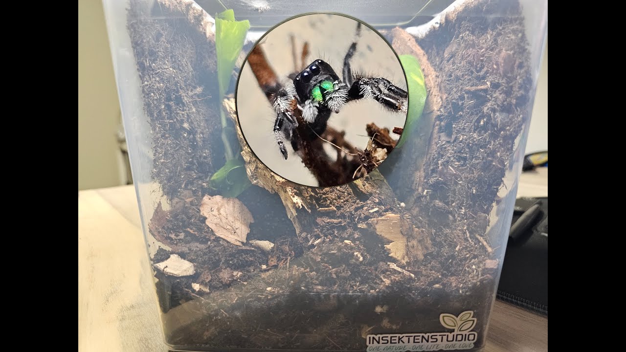 Springspinnen und ihr Terrarium/ Box 🕷️ 🕸️