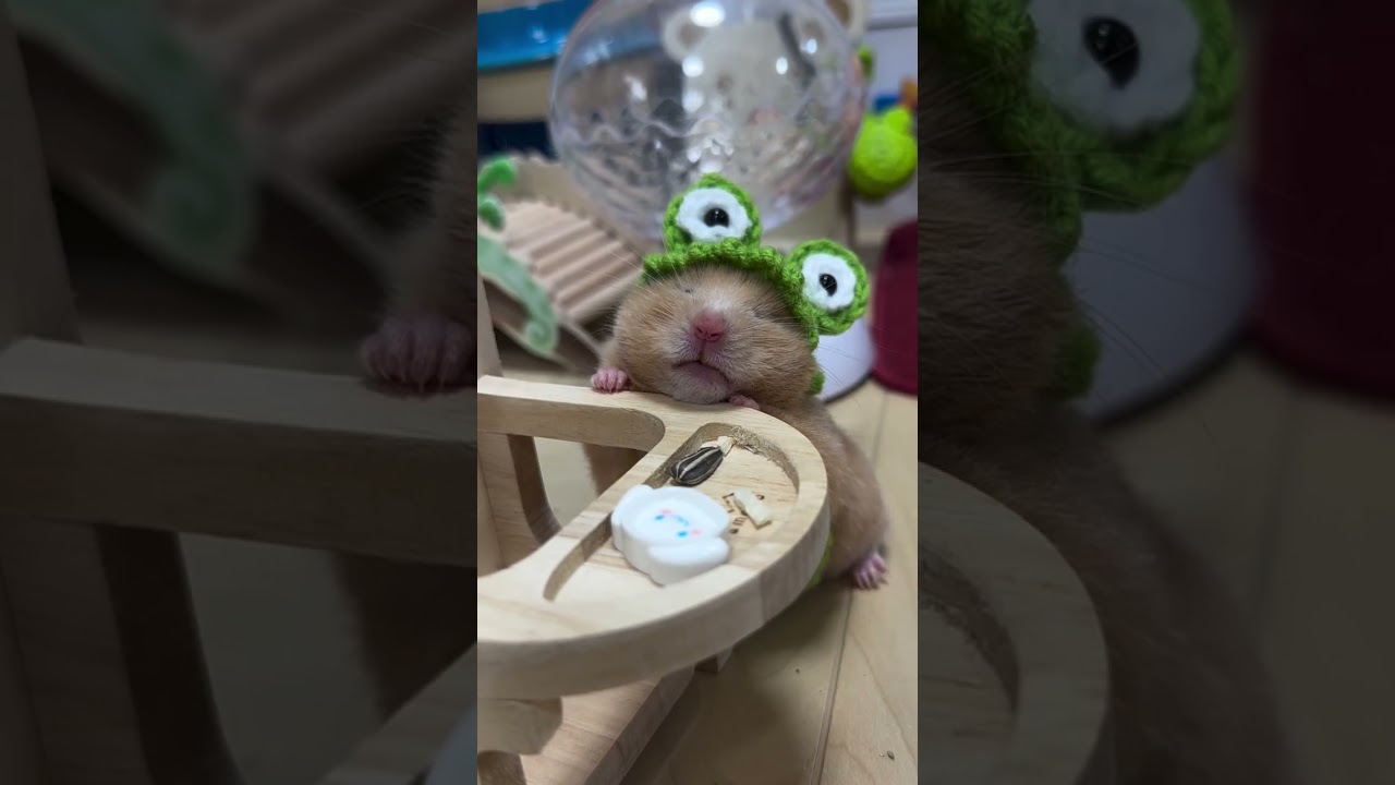 EXPERT Reveals Hamster Sleep Standing Up Secret You Never Knew!  #hamsters  #倉鼠