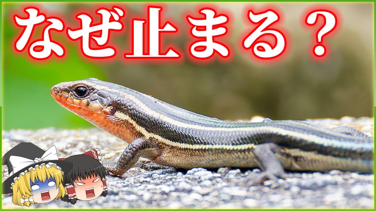 トカゲはなぜ走っては止まるのか？【ゆっくり解説】