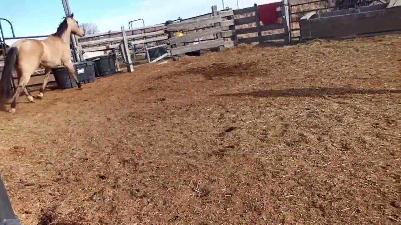 Huge breakthrough in teaching this horse to turn in the round corral