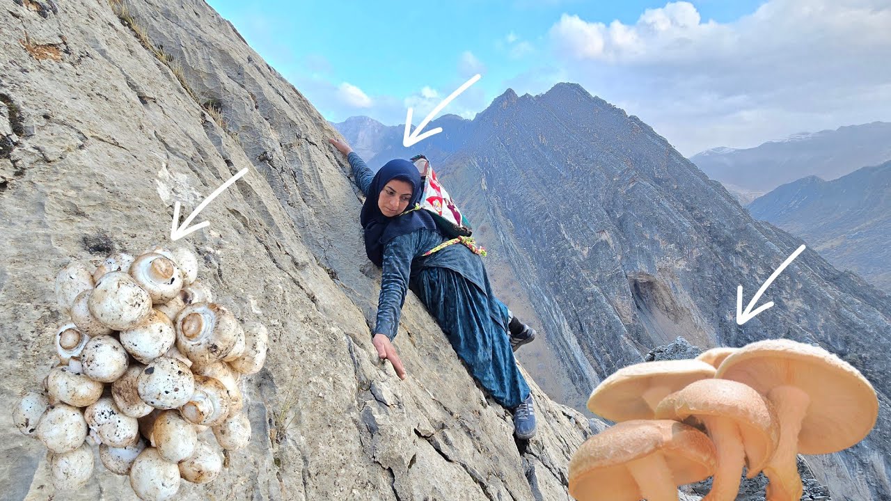 Esmat picking edible mushrooms in the Zagros Mountains 🍄🏔️