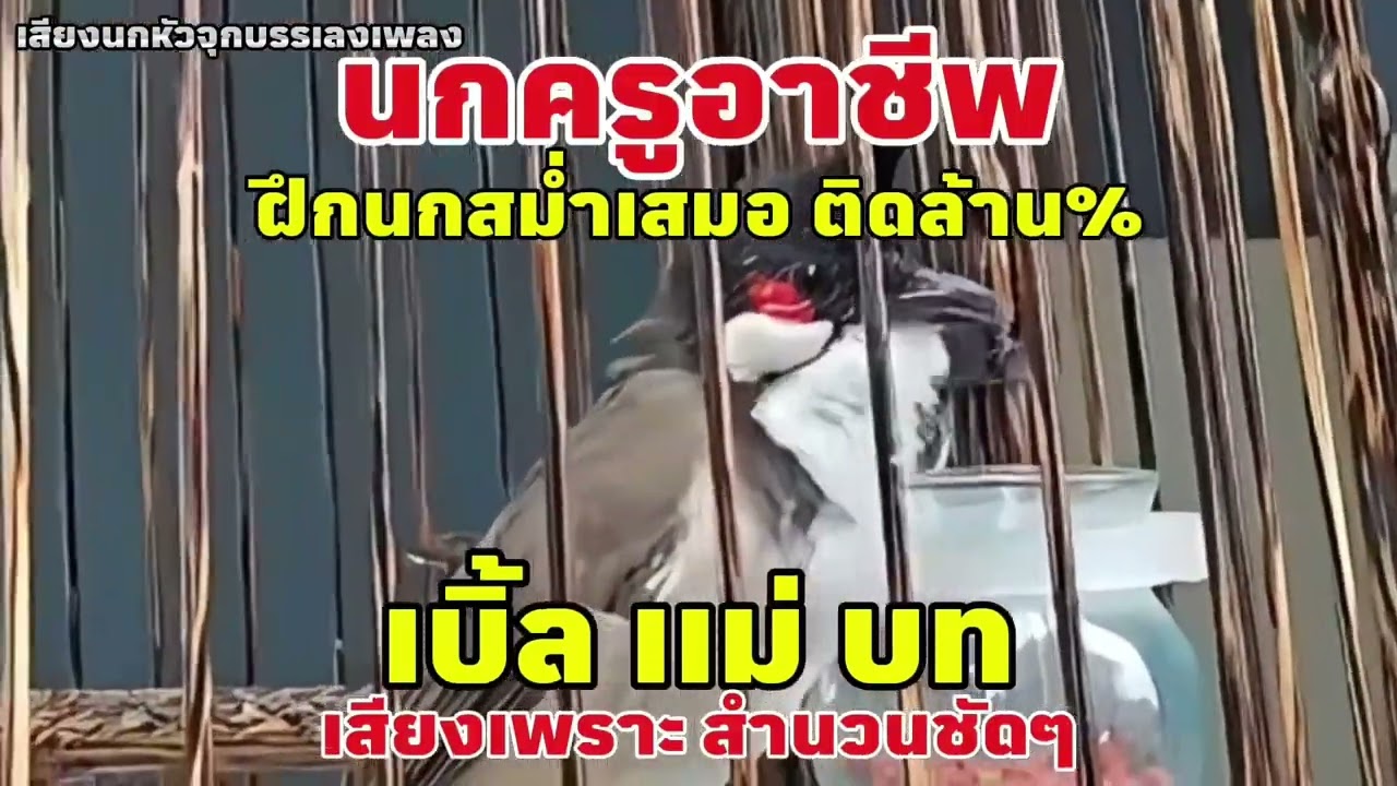 เสียงนกกรงหัวจุก เบิ้ลเเม่บท ช้าๆชัดๆ ฝึกนกสม่ำเสมอติดล้าน% #เสียงกระตุ้นนกกรงหัวจุก #เสียงนกครู