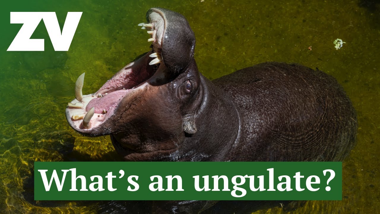 What is an Ungulate?